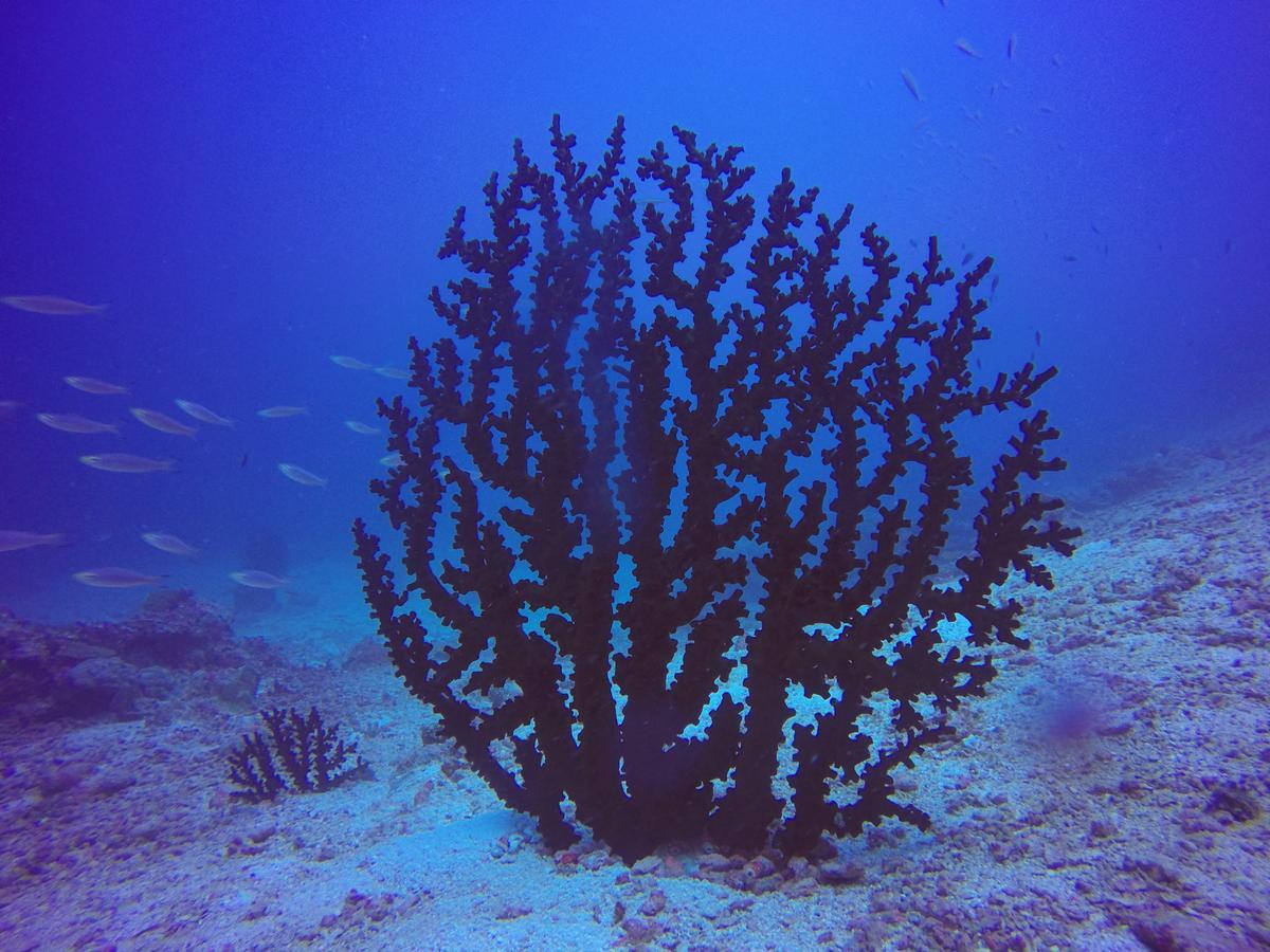 Plumeria Maldives Thinadhoo  Esterno foto