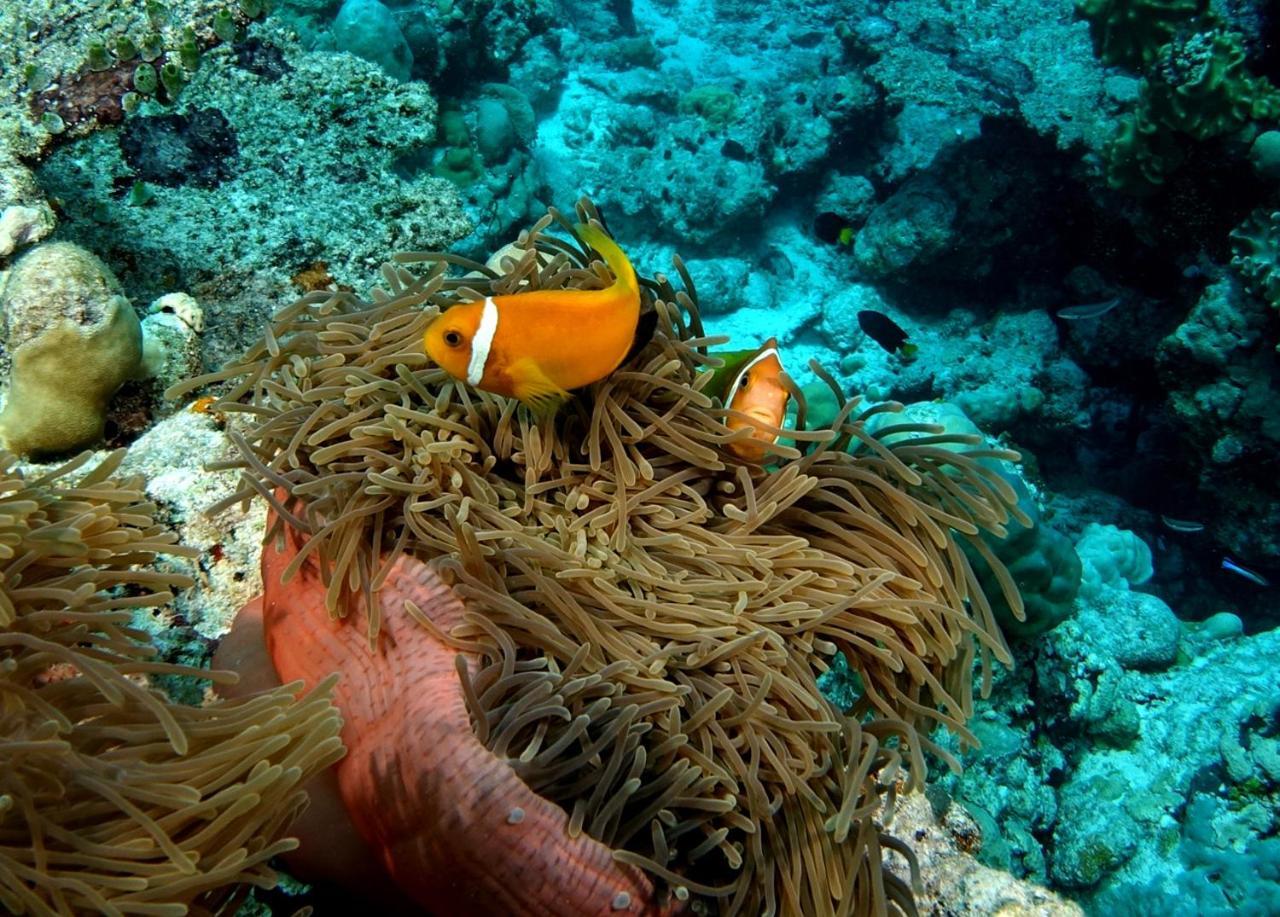 Plumeria Maldives Thinadhoo  Esterno foto